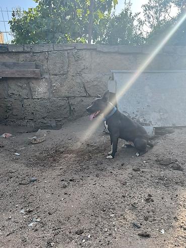İtlər: Pitbul -da lalafo.az — 6 İtlər: Pitbul — 6