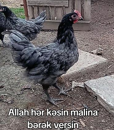 göy yumurta: Məhsul: Ev şəraitində bəslənən toyuqlar (mavi-boz və qara rəng — 2