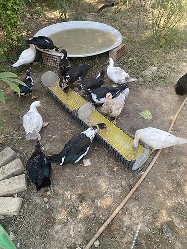 Ördəklər: Hər qiymətə var. Hamısı sağlam ördəklərdi🤤👍 Al apar bişir ye Hər — 7