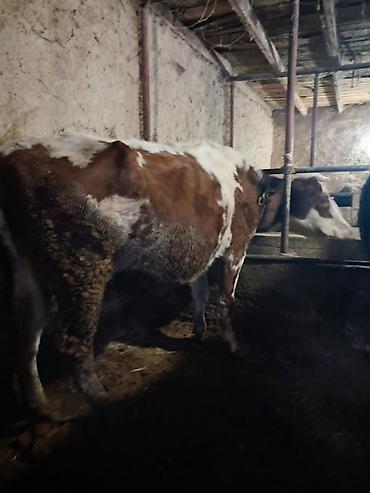 Коровы, быки: Продаю | Корова (самка) | Для молока | Привязанные — 2