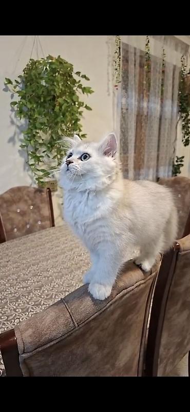 ag pisik balasi: Dişi — 5