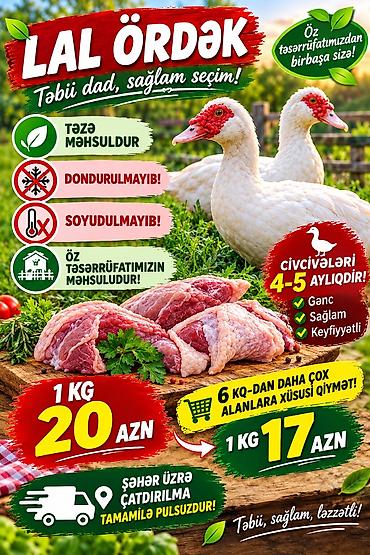 pox sekilleri: 🦆🏡 ÖZ HƏYƏTİMİZDƏ YETİŞDİRİLMİŞ LAL ÖRDƏKLƏR SATILIR 📅 Yaşı: maksimum — 1