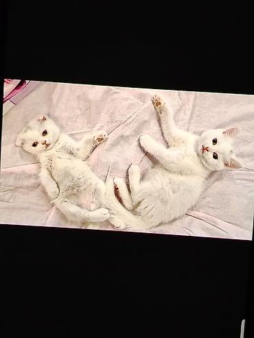 cat ruletka: Dişi, Yaxşı əllərə, Ödənişli çatdırılma — 2