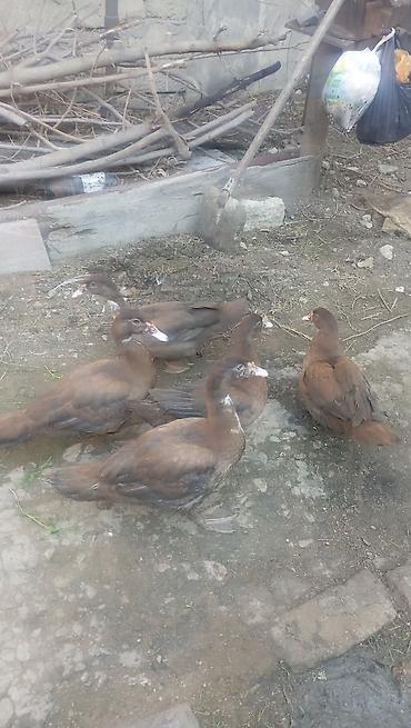 darı qiyməti: 2 erkek 3 dişi çox iri cinsdiler dişilər biri 25 m erkekin biri 30 — 4