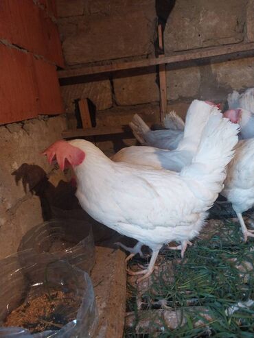 toyuq yumurta: Курица, Liqorin, Broyler, Для яиц, Самовывоз, Платная доставка, Доставка в районы