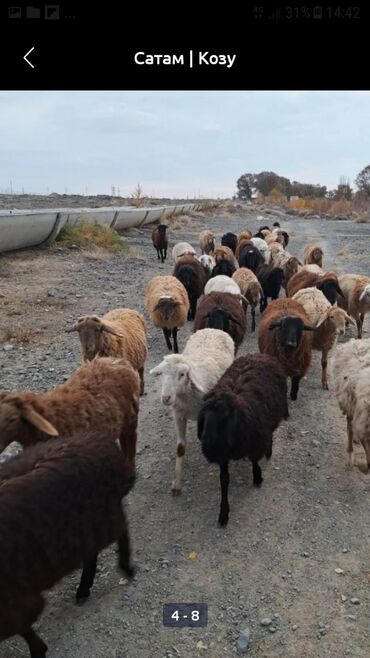 Бараны, овцы: Продаю | Овца (самка), Ягненок | Для разведения | Ягнившаяся