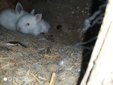 karlık dovsan: Hədiyyəlik təcili əsil natura karlik dovşanlar satılır ucuz qiymətə — 2