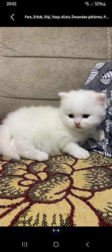 Pişiklər: Şotland — 4