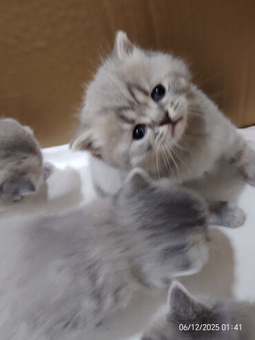 Pişiklər: Boz rəngli balaca pişiklər – yumşaq tüklü, iri qara gözlü, qısa — 1