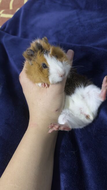 Морские свинки: Продаю морскую свинку ! •девочка • родилась 16 октября •разновидность — 8