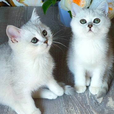 абиссинские коты: Продаются котята Фото все реальные КАРТИНОК с Google нет😃 Не