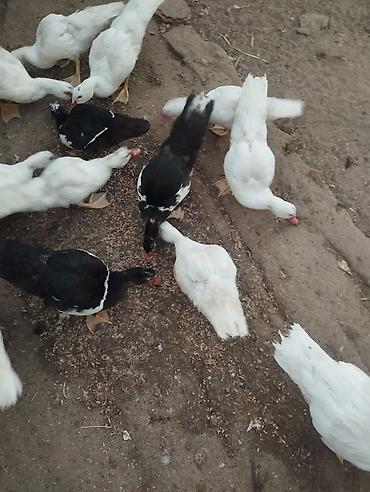 Kənd təsərrüfatı quşları: Satılır: Misk ördəkləri (indoutka) - Rənglər: ağ, qara-ağ qarışıqlı — 1
