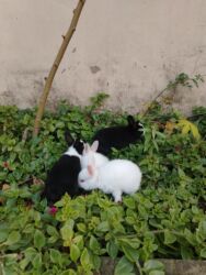 Inəklər, öküzlər: 14 oktyabrda olublar 11 ədəd. 5m - Növ: dekorativ ev dovşanları -