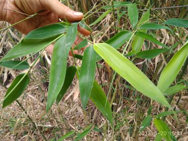 Декоративные деревья: Бамбук для сада и удочек. Саженцы. Идеален для изготовления удочек — 7