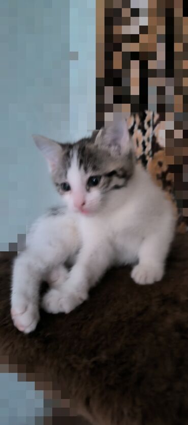 вислоухий сиамский кот: Отдам котят в добрые руки! 2,5 месяца. К лотку приучены,кушают сами