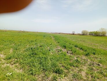 Torpaq sahələrinin satışı: 187 sot, Kənd təsərrüfatı, Barter mümkündür, Texniki pasport -da lalafo.az — 13 Torpaq sahələrinin satışı: 187 sot, Kənd təsərrüfatı, Barter mümkündür, Texniki pasport — 13