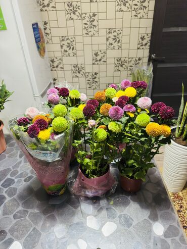 цветы бишкек круглосуточно: Горшечные хризантемы «Помпон» (мультицвет)Компактные кусты с плотными