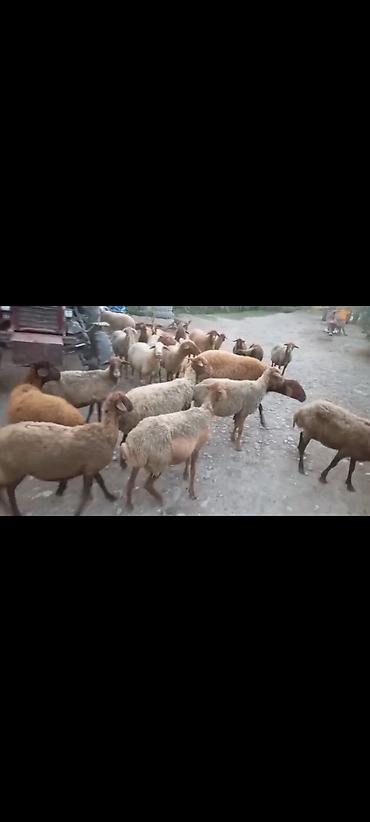 Qoyun sürüsü – damazlıq - Növlər: qarışıq yerli tipli qoyunlar