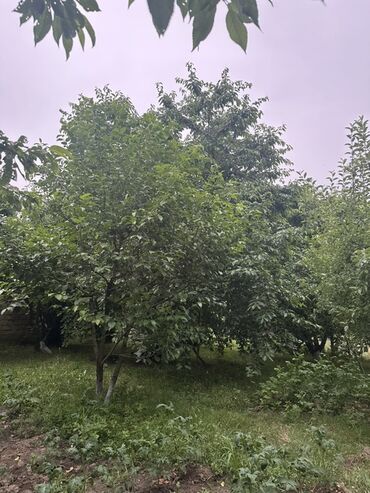 Torpaq sahələrinin satışı: Kənd təsərrüfatı, Kupça (Çıxarış) — 9