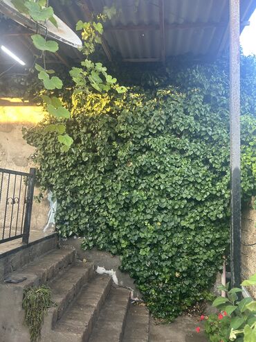 Beton panel divarlar: SATILIR: Xəzər rayonu, Binə qəsəbəsində tam təmirli 4 otaqlı həyət evi — 8