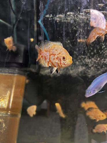 Рыбы: Оскары (Astronotus ocellatus) — молодь, окрас «ред тигр» - Вид — 1