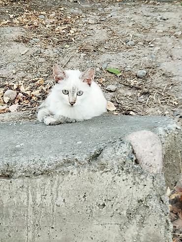 Котята красивые нуждаётся в доме, все из одного помёта. Окрасы