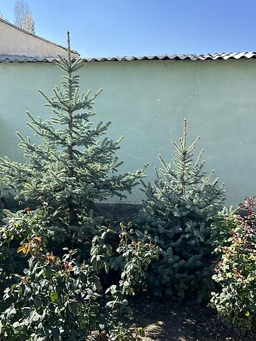 растение денежное дерево: Голубая ель (Picea pungens ‘Glauca’) для озеленения - Порода: ель — 4