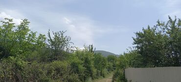 Torpaq sahələrinin satışı: 12 sot, Mülkiyyətçi, Kupça (Çıxarış) — 20