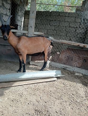 Təcili satılır ciddi alıcılar əlaqə saxlasın 1 ci qarındır