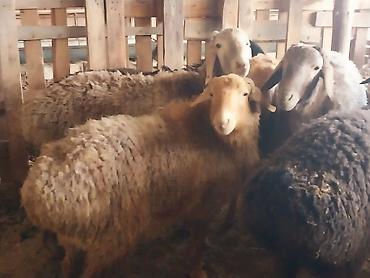 Баран, овца: Продаю | Баран (самец) | Для разведения | Матка — 8