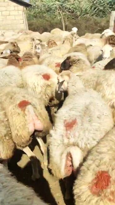 Qoyunlar, qoçlar: Dişi, il: 1, 50 kq, Damazlıq, Ünvandan götürmə — 8