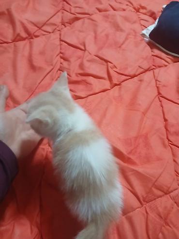 Отдам даром кошку: Котята в добрые руки. одна девочка, два мальчика. едят любую еду, к — 8