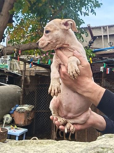pitbull (hond): Pitbul, 2 ay, Erkək, Ödənişli çatdırılma — 10