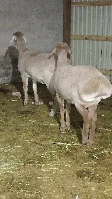 Баран, овца: Продаю | Баран (самец) | Полукровка | Для разведения — 7