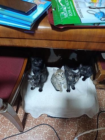 black cat: Котята. Ищем котятам надёжный,любящий дом. Детки нашей кошки😊. Им 2 — 3