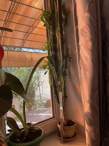 Молочаи: Суккуленты в горшках 1) Денежное дерево (Crassula ovata) - Крупное — 6