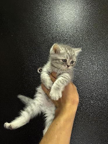 кошки свинкс: 🐾 Шотландские вислоухие котята (Scottish Fold) 🐾 Продаются — 3