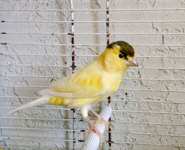 qaşqaldaq quşu: Sarı qarabaş erkək super oxuyur 0555381797