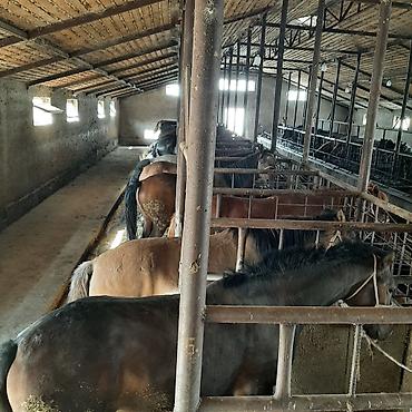 продажа домов он киркомстром: Продаю | Кобыла (самка), Конь (самец), Жеребец | На забой | Мерин — 3