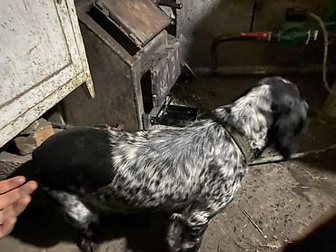 Отдам даром собаку: Собака даром: Кокер-спаниель, 10 месяцев, Самка, С родословной — 4