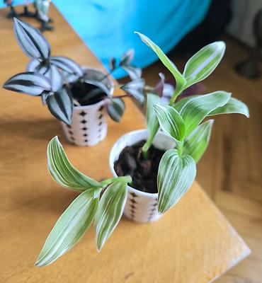 torf satilir: 🌿 Tradescantia bitkiləri satılır! 💚 🤍 Yaşıl yarpaqlı, ağ zolaqlı növ — 5
