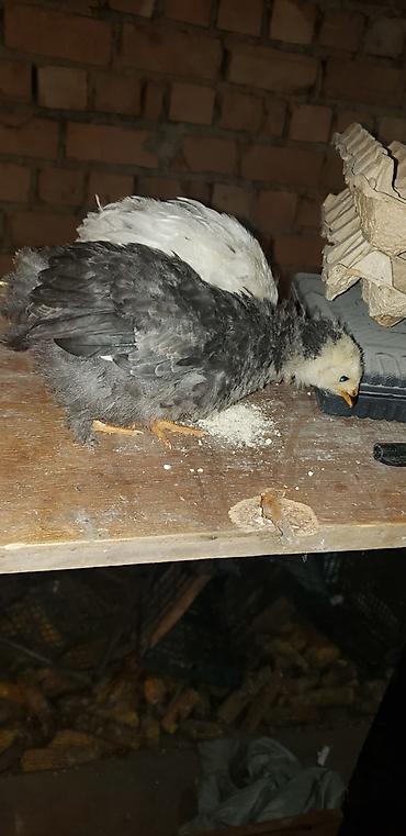 Куры, петухи: Продаю | Цыплята | Для разведения — 6