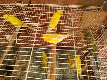 Tutuquşları: Papuqaylar təcili satılır ünvan yeni suraxanı Sarı rəngli — 5