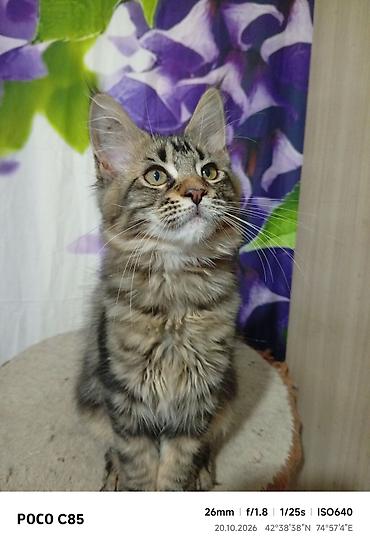 кошка сокулук: Гиганты Кошачьего мира❤️ Мейн-Куны❤️❤️❤️Монопольный Мини питомник — 1