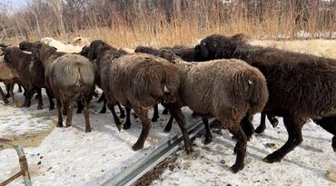 Бараны, овцы: Продаю | Овца (самка) | Гиссарская, Арашан | На забой, Для разведения | Матка