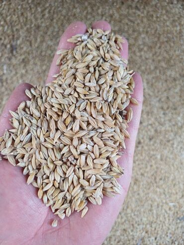 Зерновые культуры: Семена и саженцы Самовывоз, Бесплатная доставка, Платная доставка
