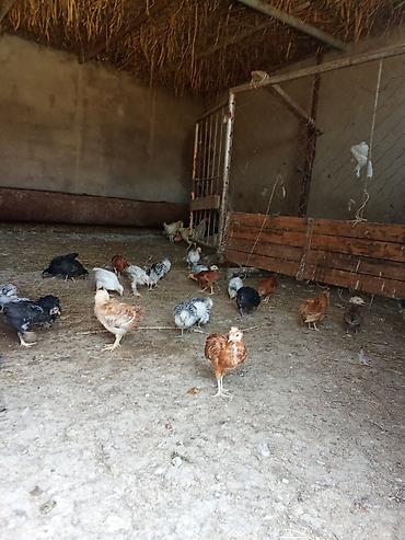Toyuq cücələri, Damazlıq lalafo.az -da Toyuq cücələri, Damazlıq