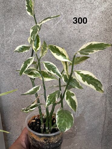 Другие комнатные растения: Комнатные растения. Домашние — 7