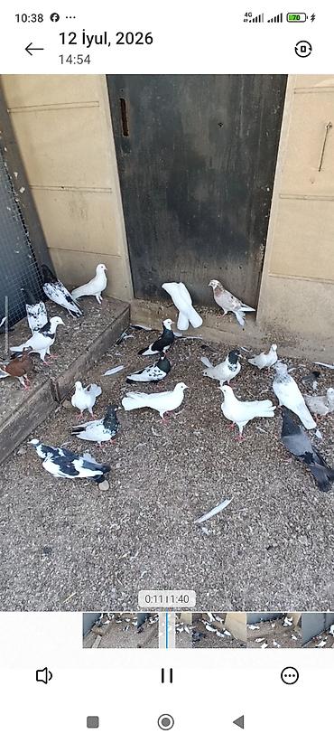 ördək balası və cücə: Biri 10-50₼ arası satılır. Kürdə razılaşmaq olar. Ev göyərçinləri — 1