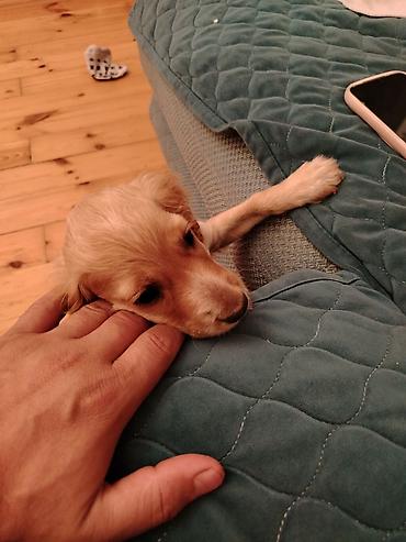 golden retriever golden: Koker spaniyel, 2 ay, Peyvəndli — 2